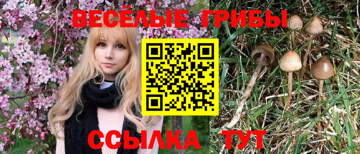 Галлюциногенные грибы MAGIC MUSHROOMS  Вход с VPN  Галлюциногенные грибы MAGIC MUSHROOMS  купить наркотик  Кудрово 